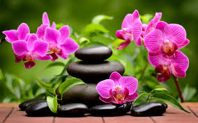 Pink lillies and zen stones/Pink lilliomok és zen kövek.